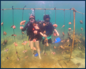 An authentic adventure at the world's first 'Underwater Pearl Market,' where visitors transform into true explorers beneath the ocean's surface.